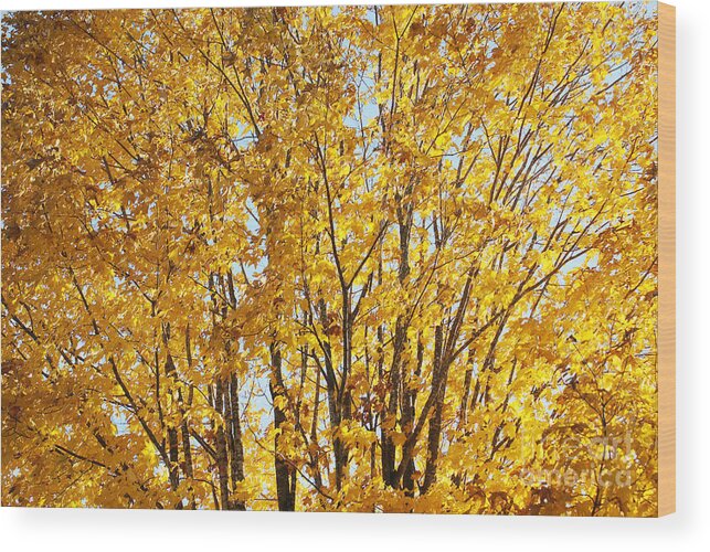Tree Wood Print featuring the photograph GoldenYellows by Aimelle Ml