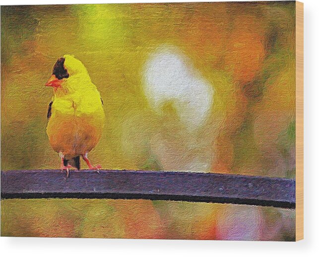 Gold Wood Print featuring the photograph Goldfinch Sitting Pretty by Diane Lindon Coy