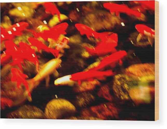 Red Goldfish Wood Print featuring the photograph Goldfish by Douglas Pike