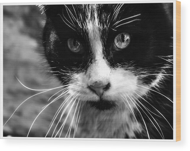 Cats Wood Print featuring the photograph Gorgeous close up BW by Sandra Dalton