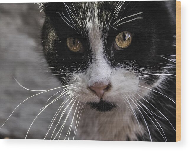 Cats Wood Print featuring the photograph Gorgeous close up by Sandra Dalton