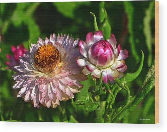 Floral Wood Print featuring the photograph Grand Opening - Before And After 001 by George Bostian