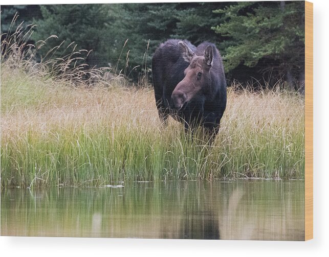 Moose Wood Print featuring the photograph Grand Teton Moose by Jennifer Ancker