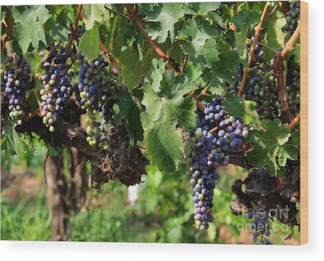 Grapes Wood Print featuring the photograph Grape Clusters in Vineyard by Carol Groenen