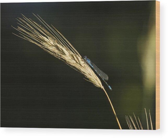 Enallagma Cyathigerum (common Blue Damselfly Wood Print featuring the photograph Grass with Blue Damsel by Thomas Young