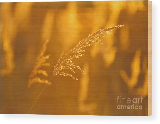 42-csm0199 Wood Print featuring the photograph Grasses At Sunset by John Hyde - Printscapes