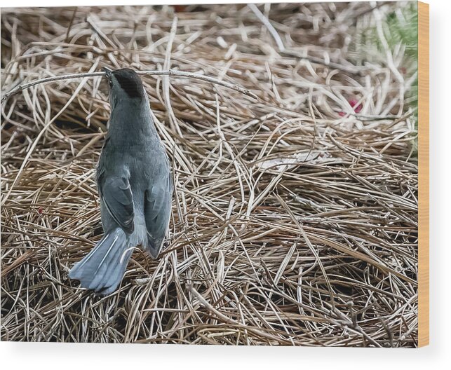 Bird Wood Print featuring the digital art Gray Cat Bird by Ed Stines