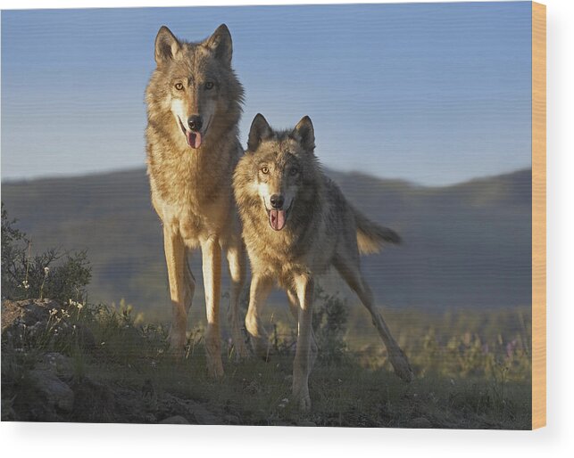 Mp Wood Print featuring the photograph Gray Wolf Canis Lupus Pair Standing by Tim Fitzharris
