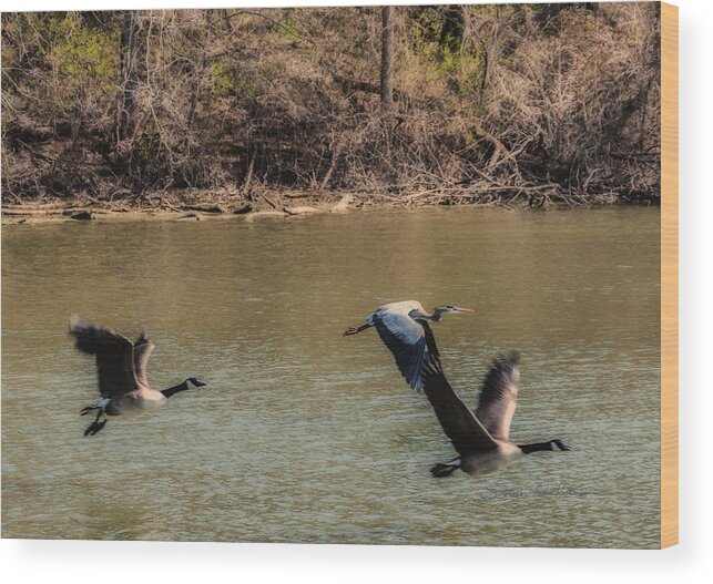 Great Blue Heron Wood Print featuring the photograph Great Blue Heron And Canada Geese In Flight by Ed Peterson