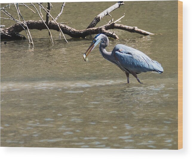Great Blue Heron Wood Print featuring the photograph Great Blue Heron Dinning by Ed Peterson