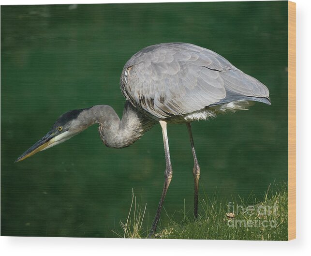 Animal Wood Print featuring the photograph Great Blue Heron series by Tom Brickhouse