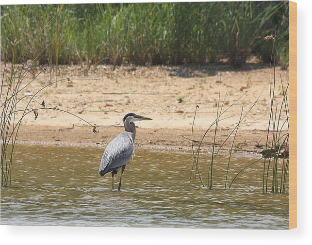Nature Wood Print featuring the photograph Great Blue Heron Wading by Sheila Brown