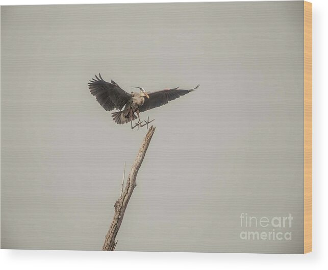 Blue Heron Wood Print featuring the photograph Great Blue Landing by David Bearden
