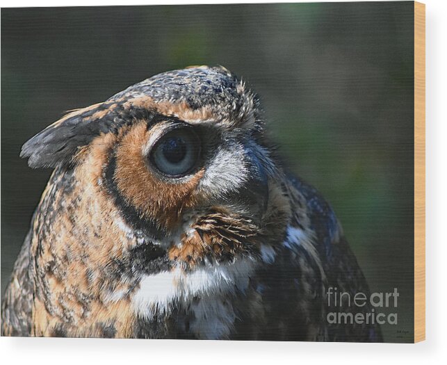 Art Wood Print featuring the photograph Great Horned Owl by DB Hayes