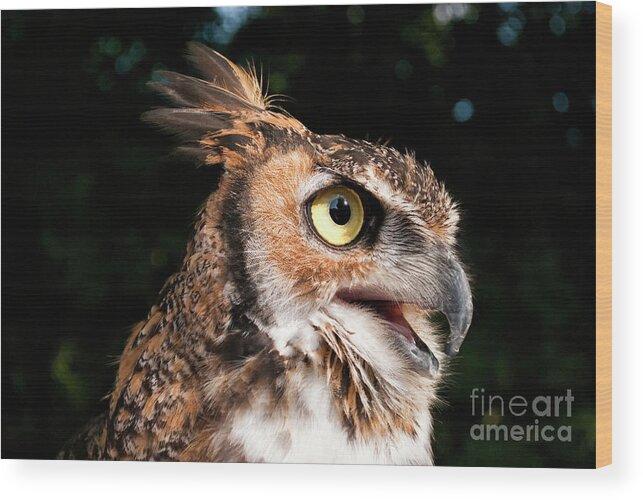 Owl Wood Print featuring the photograph Great Horned Owl III visit www.AngeliniPhoto.com for more by Mary Angelini