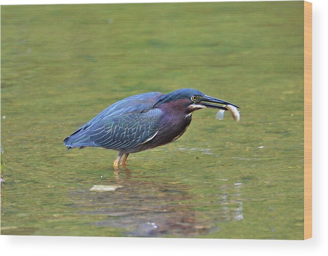 Green Heron Wood Print featuring the photograph Green Heron with Fish by Kathy Kelly