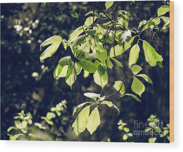 Foliage Wood Print featuring the photograph Green Mood 2 by Andrea Anderegg