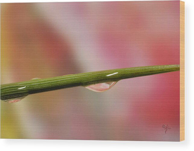 Macro Wood Print featuring the photograph Green Stem by Arthur Fix