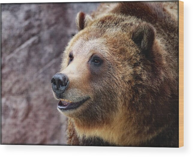 Grizzly Bears Wood Print featuring the photograph Grizzly Smile by Elaine Malott