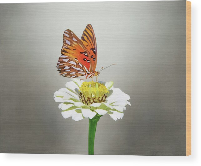 Gulf Fritillary On Flower Wood Print featuring the photograph Gulf Fritillary on Flower by Steven Michael