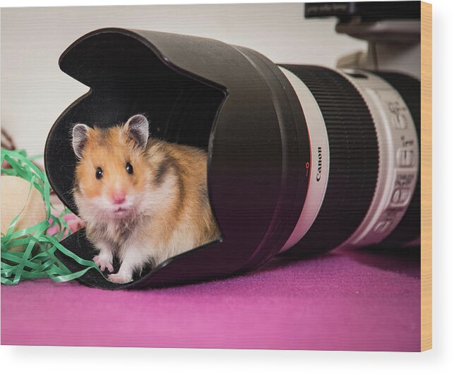 Hamster Wood Print featuring the photograph Hamster in the Hood by Janis Knight