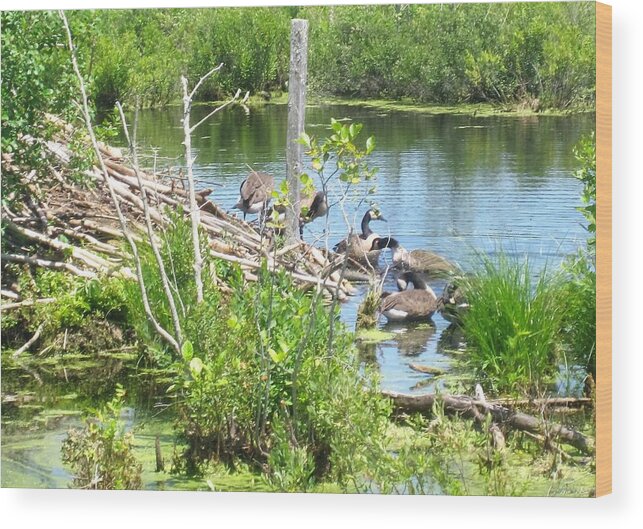 Photos By Paul Meinerth Wood Print featuring the photograph Hanging Out with the Beaver by Paul Meinerth