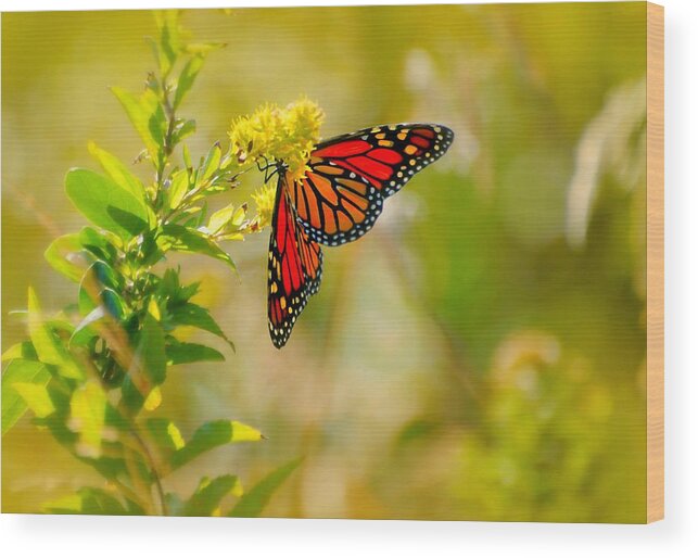Happy Wings Wood Print featuring the photograph Happy Wings by Diana Angstadt