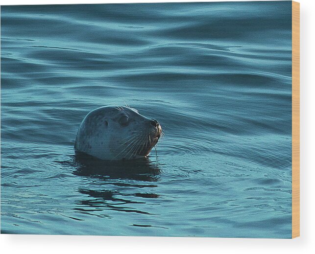 Harbor Seal. Harbor Wood Print featuring the photograph Harbor Seal by Morgan Wright