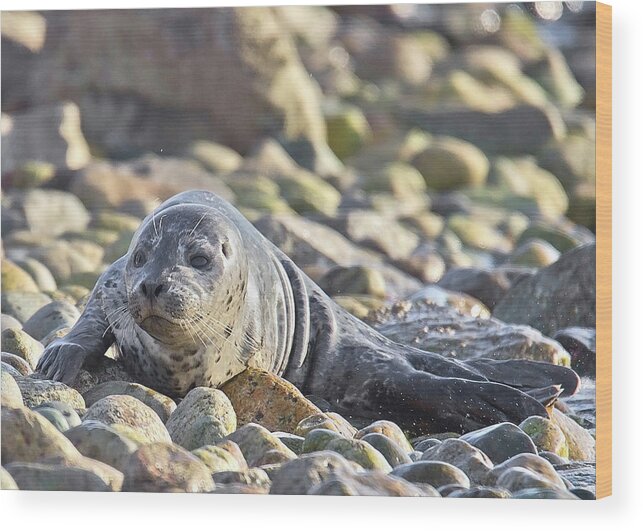 Harbour Seal Wood Print featuring the photograph Harbour Seal Pup by Carl Olsen