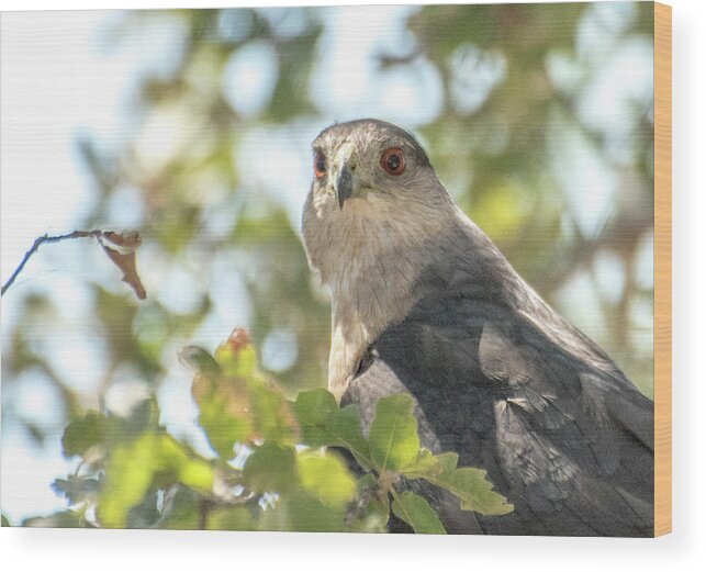 Wood Print featuring the photograph Hawk 3 by Wendy Carrington