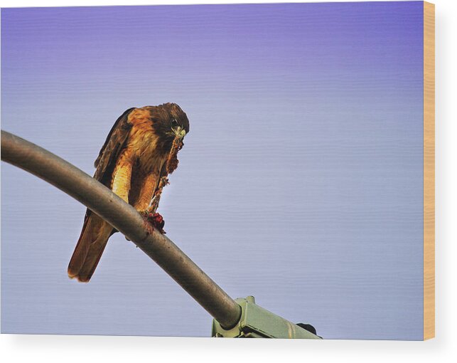 Hawk Wood Print featuring the photograph Hawk Eating by Anthony Jones
