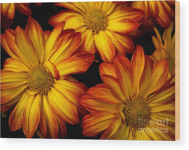 Flowers Wood Print featuring the photograph HDR Flowers by Douglas Stucky