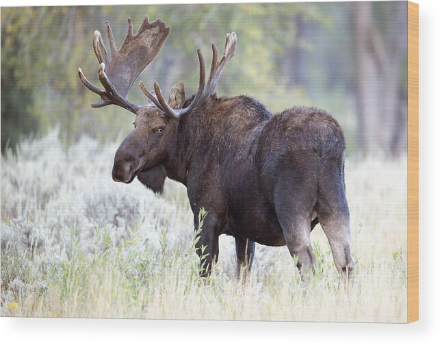 Bull Moose Wood Print featuring the photograph Here's Looking at you Kid by Deby Dixon