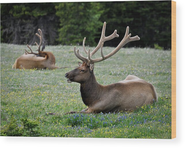 Bull Wood Print featuring the photograph Hey Check This Rack Out by Kevin Munro