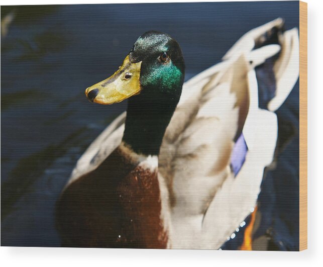 Duck Wood Print featuring the photograph Hi by Edward Myers