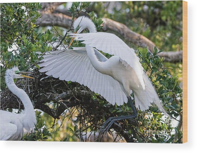 Egrets Wood Print featuring the photograph Hi Honey - You're Home by DB Hayes
