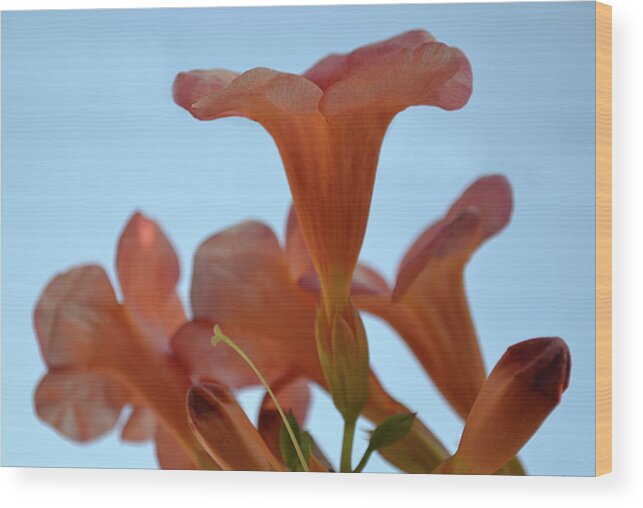 Hibiscus Wood Print featuring the photograph Hibiscus From Napoli by Terence Davis