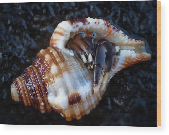 Hermit Crab Wood Print featuring the photograph Hiding Place by Christopher Johnson