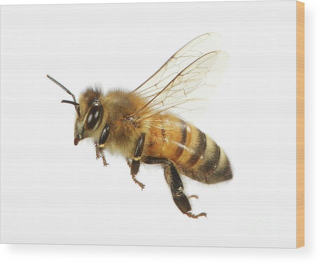 Honey Bee Wood Print featuring the photograph Honey bound by Warren Photographic