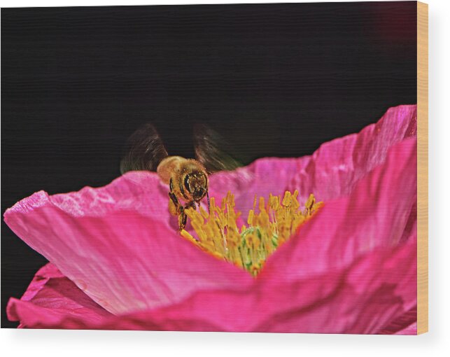 Insect Wood Print featuring the photograph Honeybee In Flight 010 by George Bostian