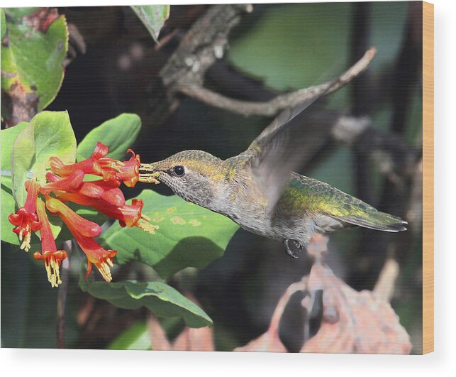 Anna's Hummingbird Wood Print featuring the photograph Honeysuckle Time by Carl Olsen