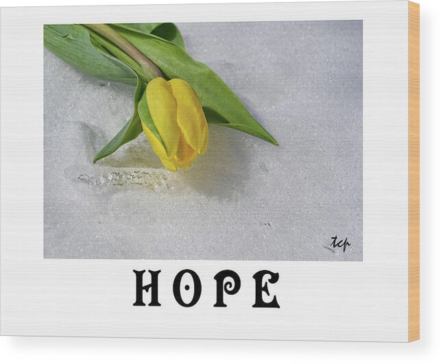 Hope Wood Print featuring the photograph Hope by Traci Cottingham
