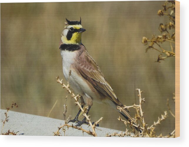Horned Lark Wood Print featuring the photograph Horned Lark by Mindy Musick King