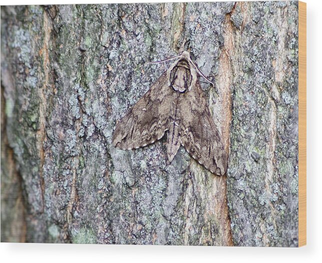 Nature Wood Print featuring the photograph Hornworm Moth II by Wade Clark