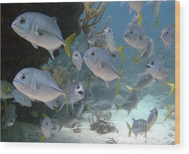 Underwater Wood Print featuring the photograph Horse-Eye Jacks by Daryl Duda