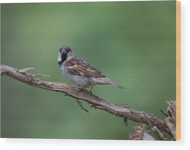 House Sparrow Wood Print featuring the photograph House Sparrow by Holden The Moment