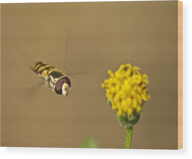 Wildlife Wood Print featuring the photograph Hoverfly by Michael Peychich