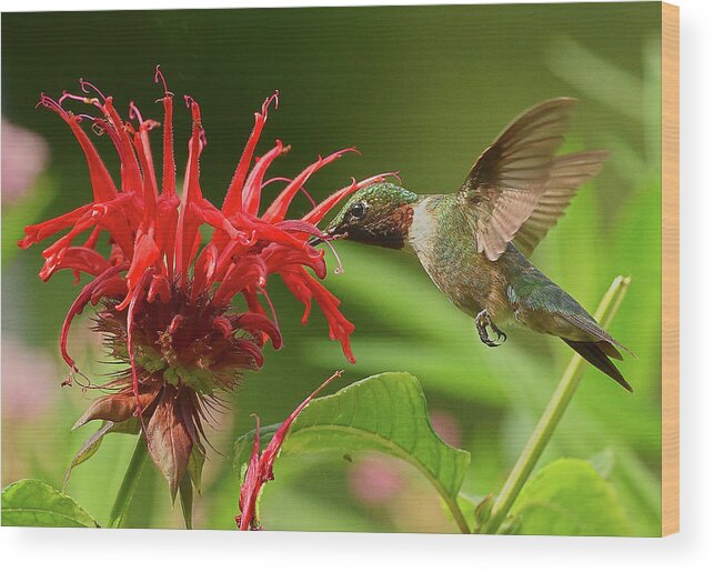 Hummingbird Wood Print featuring the photograph Hummingbird Delight by William Jobes