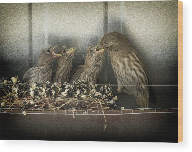 Wild Birds Wood Print featuring the photograph Hungry Chicks by Alan Toepfer