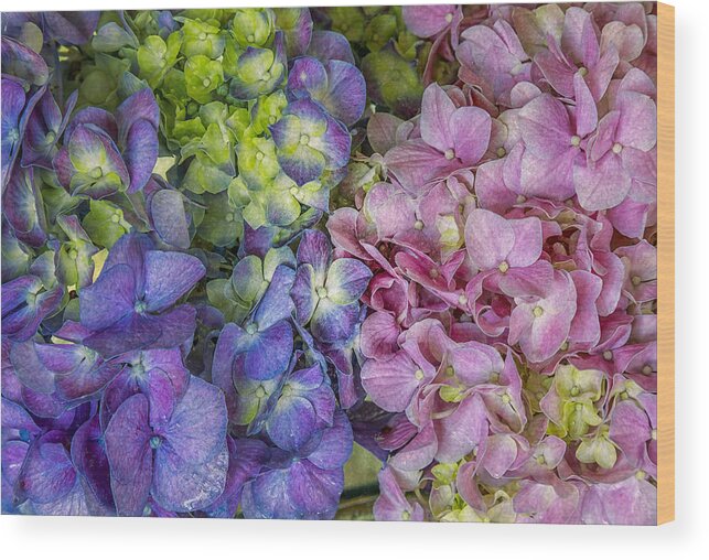 Hydrangeas Wood Print featuring the photograph Hydrangeas by Jade Moon 